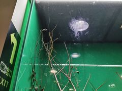 -上海大自然野生昆虫馆(东方明珠·爬宠昆虫探索中心)