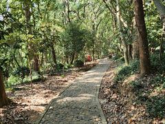 -上海佘山国家森林公园天马山园