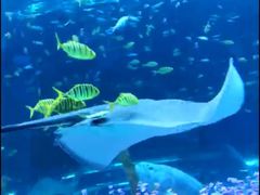 -汉堡王(海昌海洋公园店)