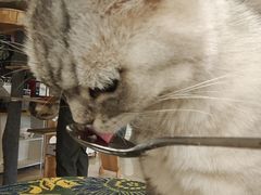 -平行世界·猫咖(首经贸店)