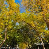 北京秋天🍂美成画的街巷集合了N家宝藏店铺