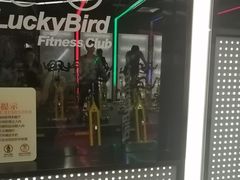 -金吉鸟健身游泳