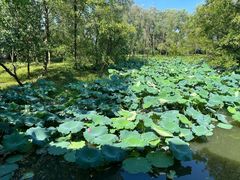 -西溪国家湿地公园