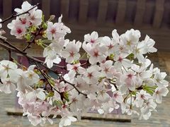 -武汉大学-樱园