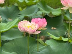 -池杉湖湿地公园