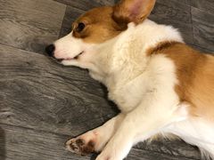 -浣熊柯尔鸭土拨鼠·电玩咖