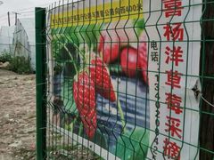 -喜杨洋草莓采摘园