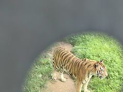 -深圳野生动物园