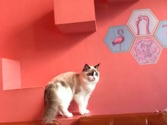 -藏猫猫咖啡主题馆(中央大道店)