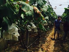 -马陆小张葡萄园农家乐