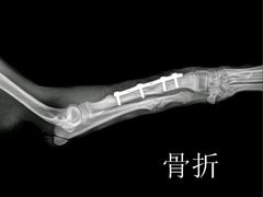 -宠颐生宠物医院·骨外科·犬猫全科诊疗中心(池州店)