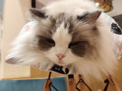 -滚猫咖啡·猫咖·猫友好撸猫(未来城店)