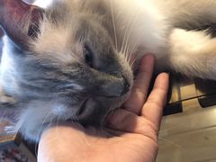 -Cappucimeow猫咪咖啡馆(韦伯时代店)
