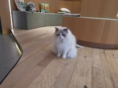 -CAT’S MEWSTAR CAFE·喵星球猫屋(晴湾咖啡店)