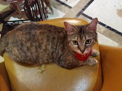 -猫色咖啡·猫咖