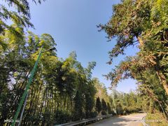 -长沙黑麋峰国家森林公园