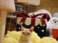 -帕帕拉兹宠物(亚洲旗舰店)