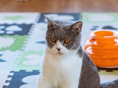-猫的茶·猫咖