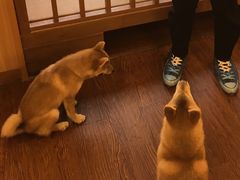 -豆柴町-柴犬主题狗咖(红鼎国际C座店)