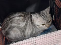 -佳雯宠物医院·皮肤科·内外科(春晓路分院)