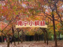 -南宁市凤岭儿童公园