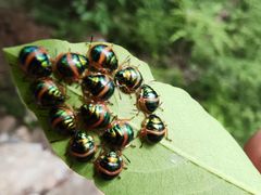 -北京上方山国家森林公园
