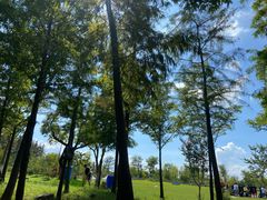 -上海长兴岛郊野公园