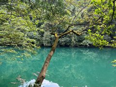 -鼎湖山风景区