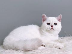 -1013 PET SHOP精品宠物商店(丁香店)