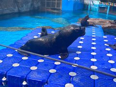 -海合安成都极地海洋公园