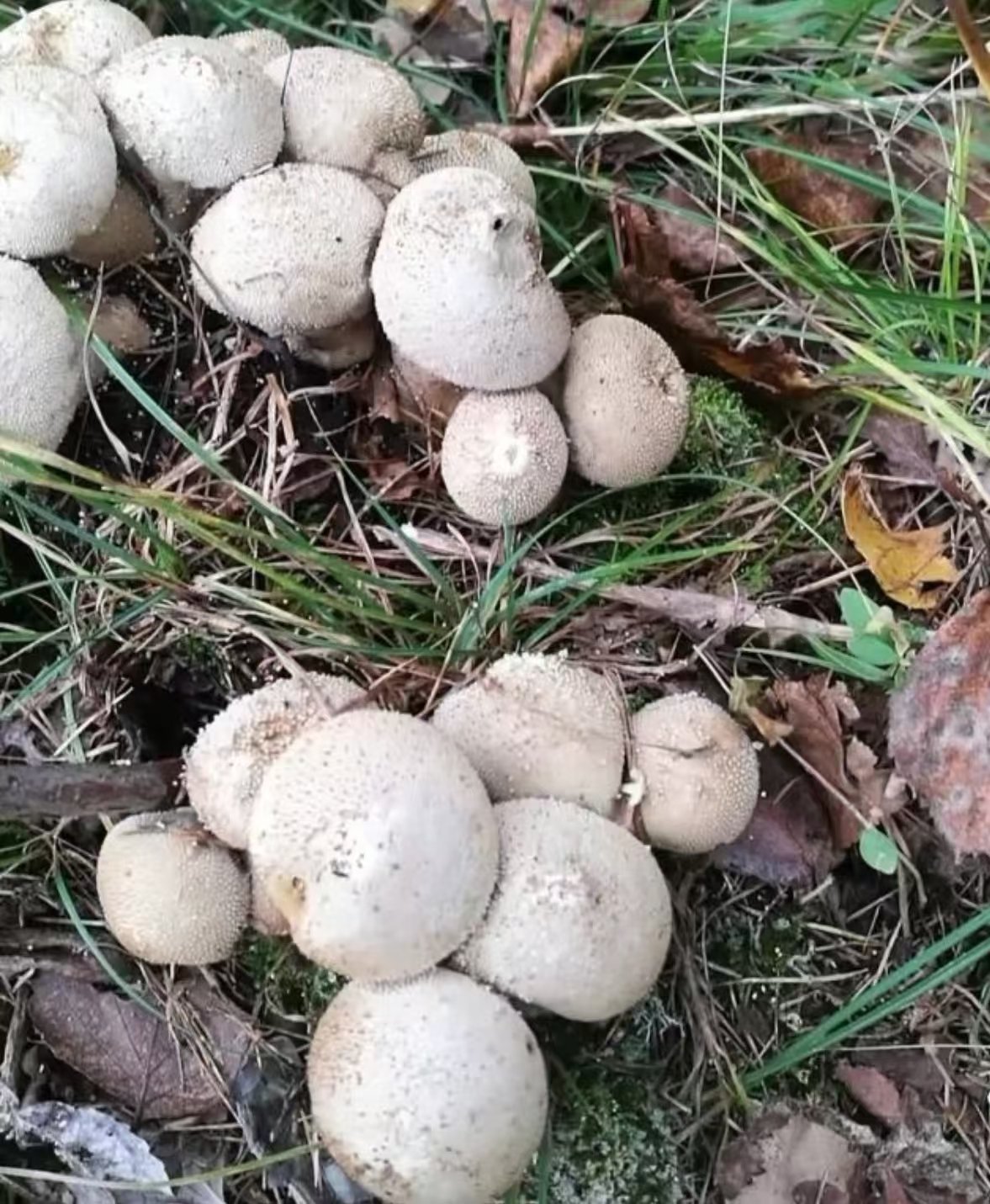 它的你名字叫"马粪包"?