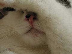 -猫十亿·布偶金渐层·曼基康矮脚猫舍(青年路店)