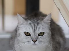 -喵园·猫主题咖啡厅·撸猫·猫咖(国贸店)