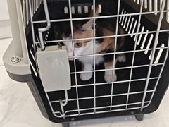 -艾吉宠物医院·疑难杂症转诊中心·猫友好(碧江路院)