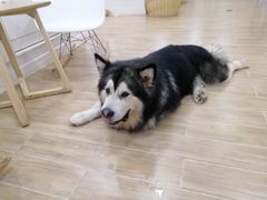 -李小姐の猫咖啡馆(五角场店)
