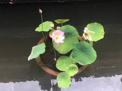 -木府