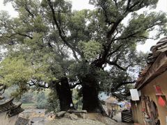 -杨家堂村