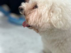 -喵园·猫主题咖啡厅·撸猫·猫咖(国贸店)