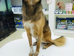 -特一安24小时宠物医院·骨科·中兽医
