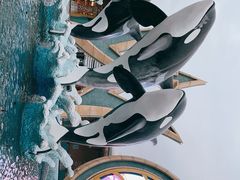 -上海海昌海洋公园