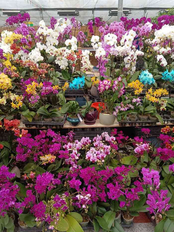 金地花卉大观园嘉茂鑫源绿植鲜花-"这里的花新鲜又便宜,就是位置有点