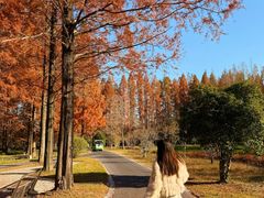 -黄海国家森林公园