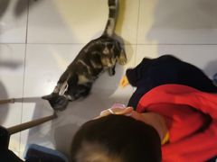 -平行世界·猫咖(首经贸店)
