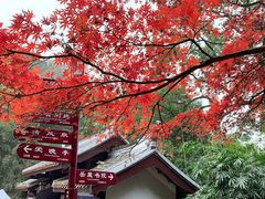-茶颜悦色(岳麓山顶店)