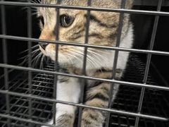 -纳吉亚猫专科动物医院·北北分院