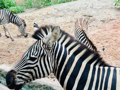 -清迈夜间动物园