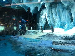 -帝企鹅自助餐厅•儿童岛•真企鹅(长隆企鹅酒店)