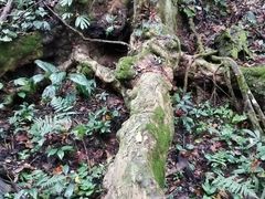 -西双版纳原始森林公园