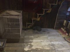 -壹六猫窝(谷德店)