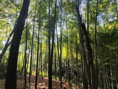 -上海佘山国家森林公园天马山园